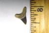 Fossil Thresher Shark Tooth